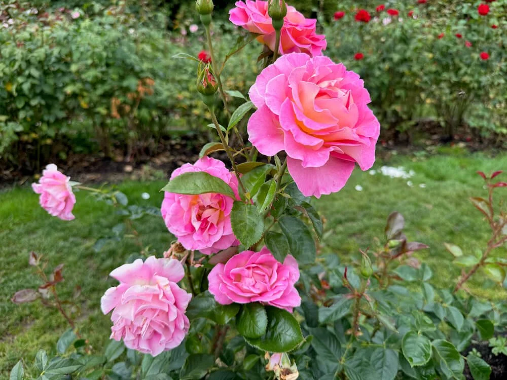 Rosa 'Betty Prior' (Betty Prior Floribunda Rose) — Northwest Blooms